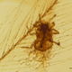 Mesophthirus engeli “feeding” on dinosaur feathers in mid-Cretaceous amber, according to the original research.